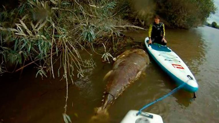 Un grupo de amigos se encontró con el animal en el río.