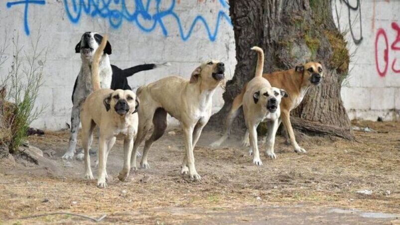 Un grupo de perros mató a una joven de 23 años en San Juan. Foto: Ilustrativa