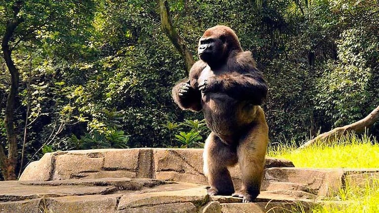 Un histórico gorila murió durante un traslado a otro zoológico