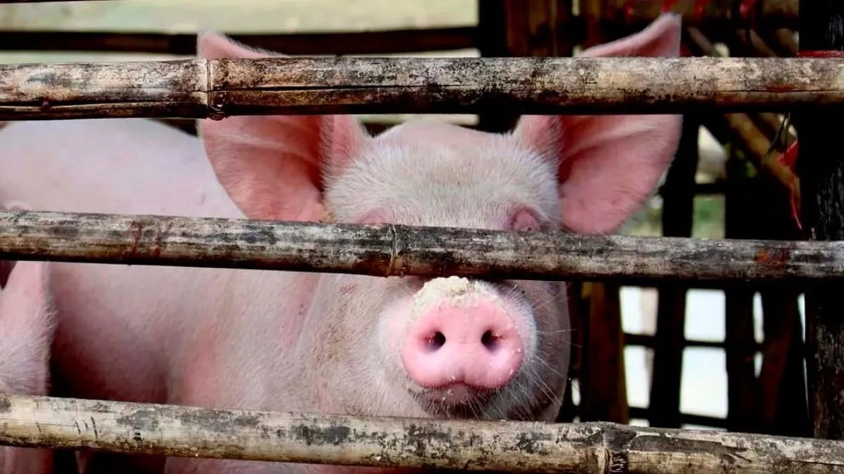 Un hombre de 70 años fue ferozmente atacado por su chancho y murió en México.