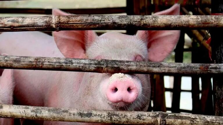 Un hombre de 70 años fue ferozmente atacado por su chancho y murió en México.
