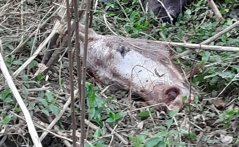 Un hombre fotografió los restos de un caballo faenado. 