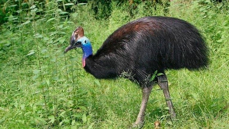 Un hombre fue asesinado por el pájaro más peligroso del mundo