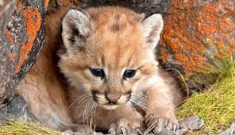 Un hombre golpeó hasta matar a un cachorrito de puma en Córdoba y fue condenado.  (Imagen ilustrativa).