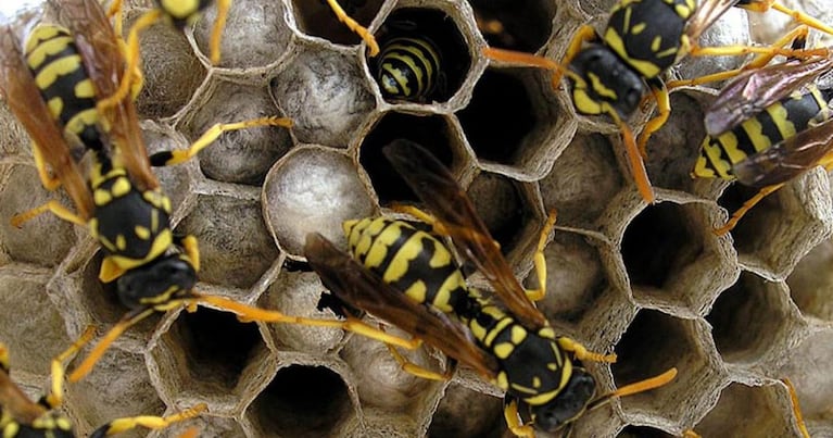 Un hombre recibió un ataque de avispas y falleció.