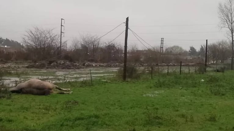 Un hombre y su caballo murieron electrocutados.
