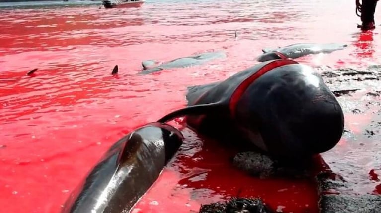 Un horror: en Dinamarca, sacrifican a 250 ballenas por tradición