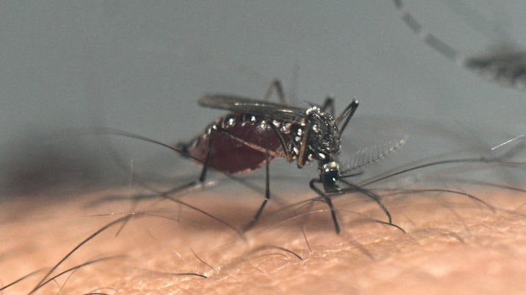 Un infectólogo cordobés indicó cuándo sería un nuevo rebrote del virus del dengue. (Foto: Luis ROBAYO / AFP)