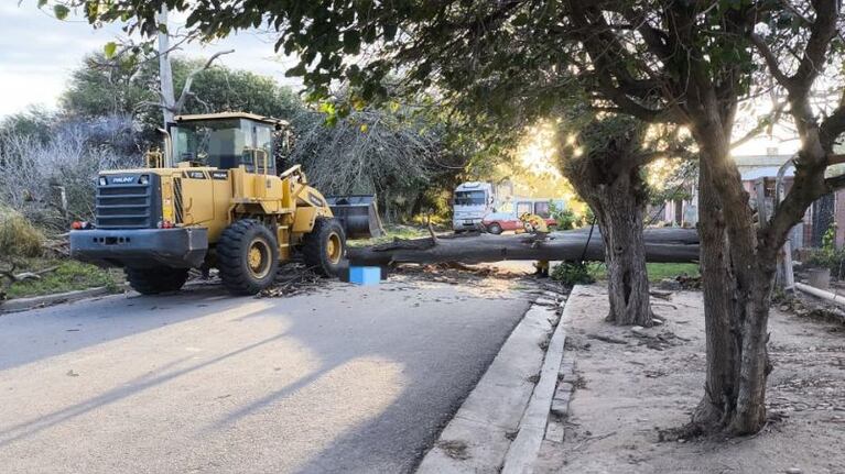 Un joven de 25 años murió aplastado por un árbol.