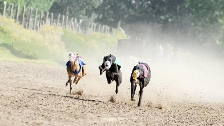 Un juez de Neuquén autorizó que tres perros galgos tengan su propia abogada