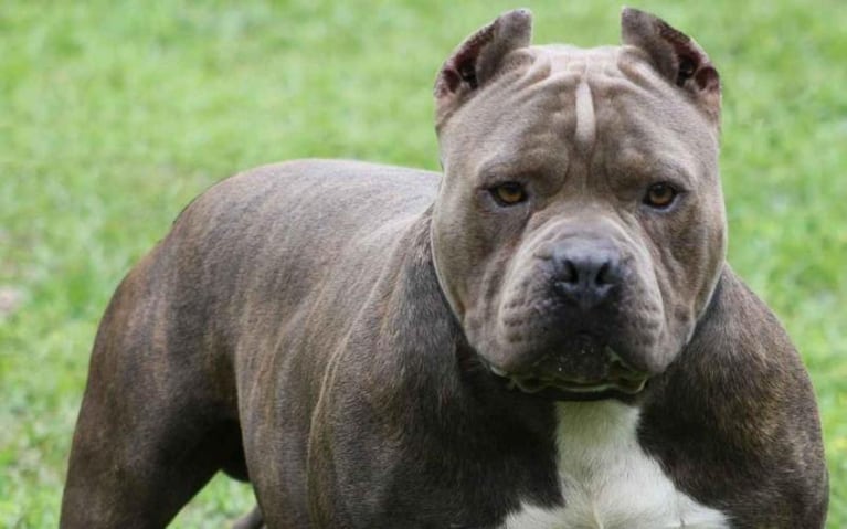 Un ladrón perdió un brazo tras el ataque de un pitbull