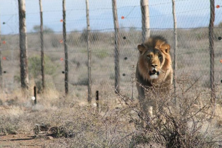 Un león condenado a muerte desató una polémica en África