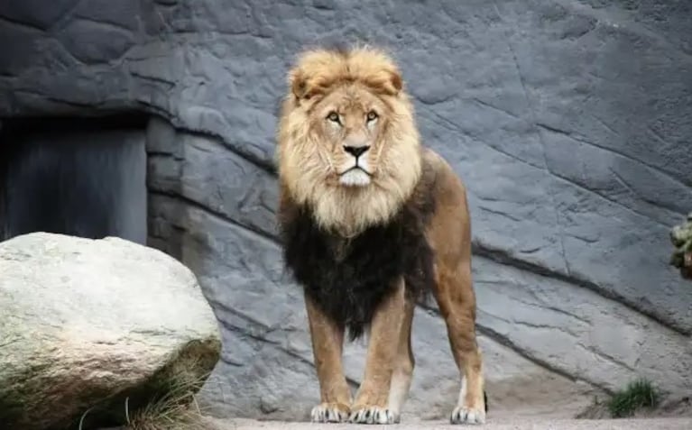 Un león mató a un cuidador en un zoológico.