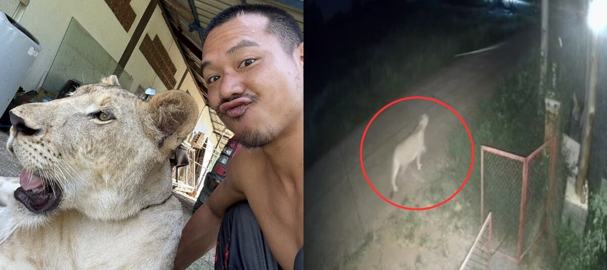 Un león se escapó y atacó a un niño.