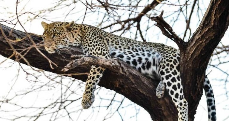 Un leopardo devoró a un nene de tres años en Uganda