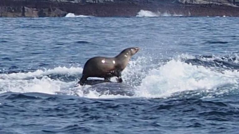 Un lobo marino hace surf sobre una ballena