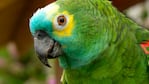 Un loro contagió a de psitacosis a cuatro personas, que quedaron internadas.