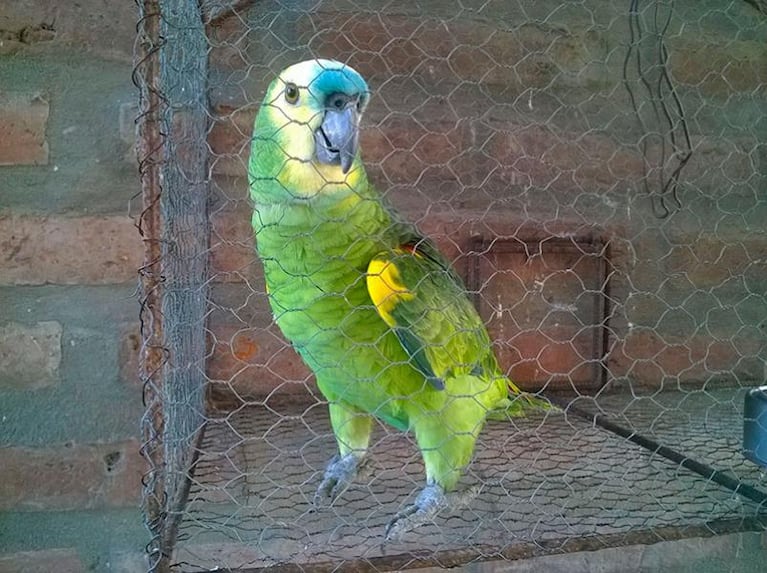 Un loro robado fue recuperado por saber decir su nombre
