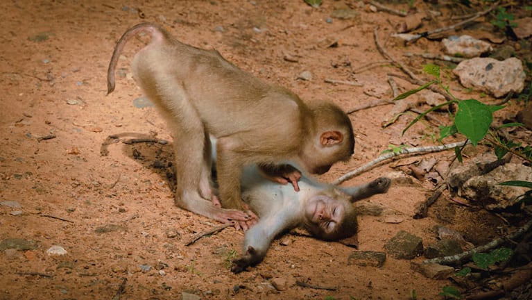 Un mono salvaje cuidando a su amigo. (Federica Vinci)