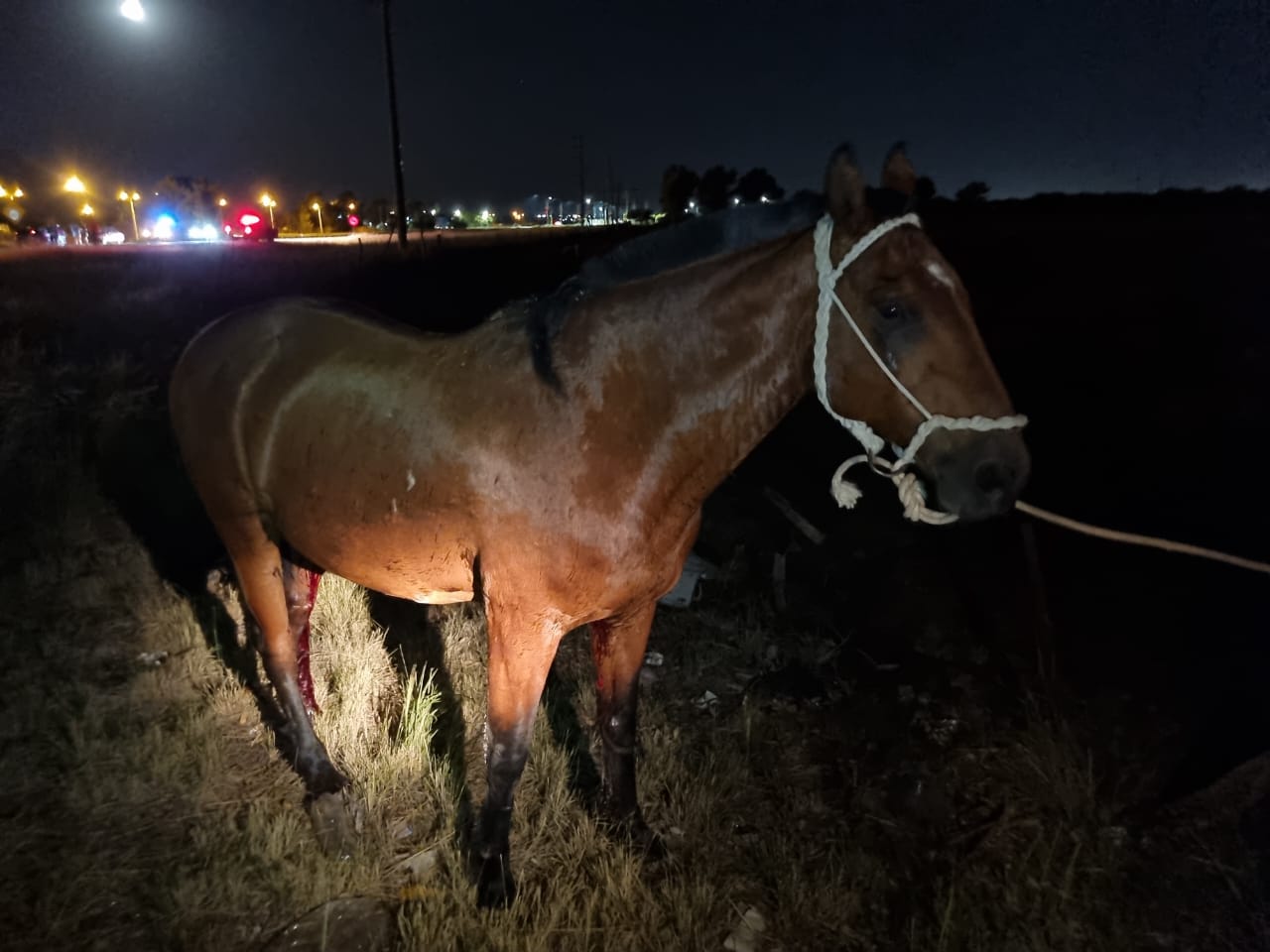 Un motociclista murió tras chocar a un caballo suelto. (Imagen ilustrativa).