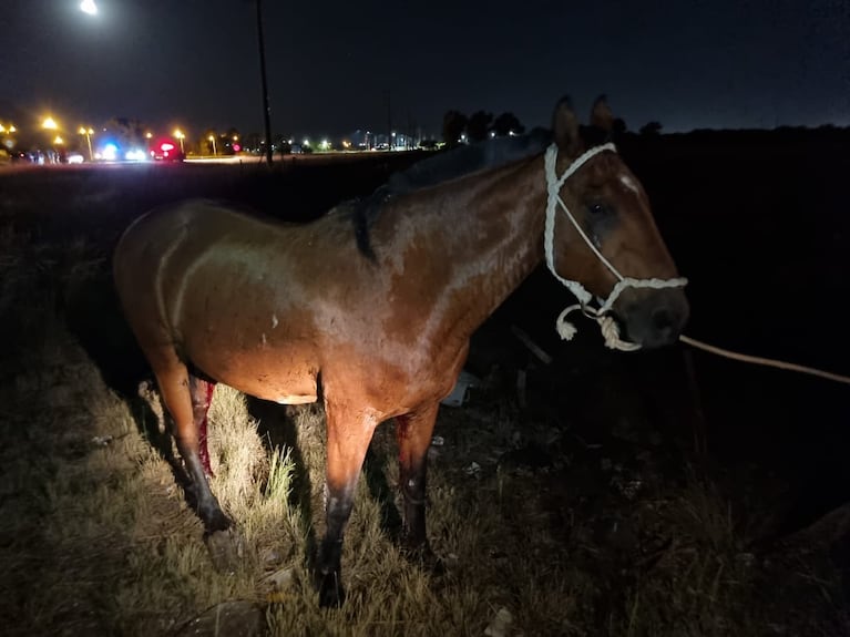Un motociclista murió tras chocar a un caballo suelto. (Imagen ilustrativa).