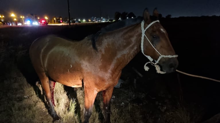 Un motociclista murió tras chocar a un caballo suelto. (Imagen ilustrativa).
