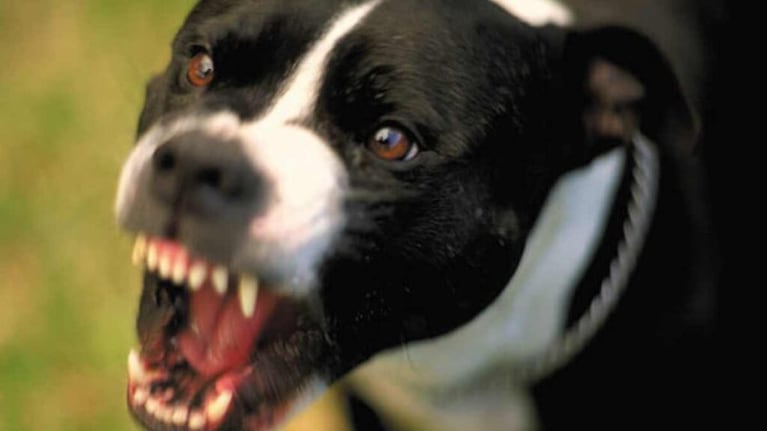 Un nene de dos años murió por el ataque de un perro. Imagen ilustrativa. 