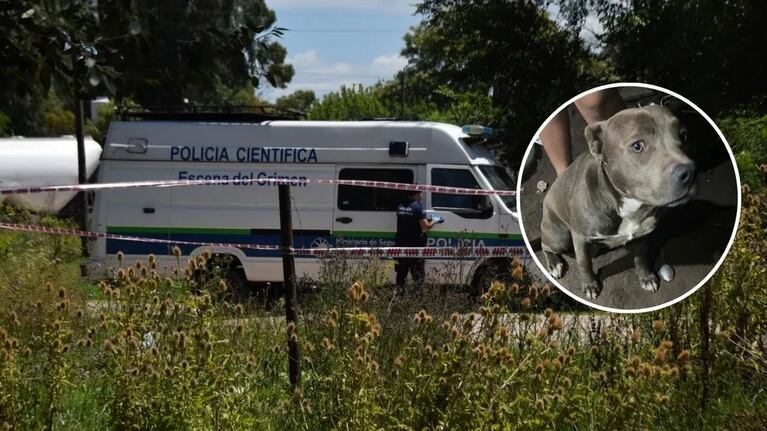 Un nene fue asesinado en La Plata. Creen que lo mataron los perros.