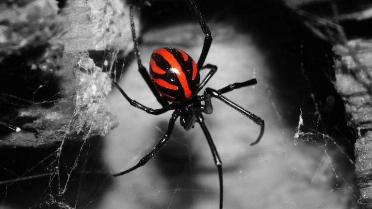 Un nene se hizo picar por una viuda negra para convertirse en el Hombre Araña