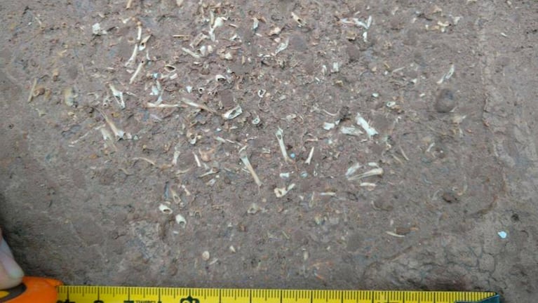  Un niño encontró restos fósiles de hace 500 mil años
