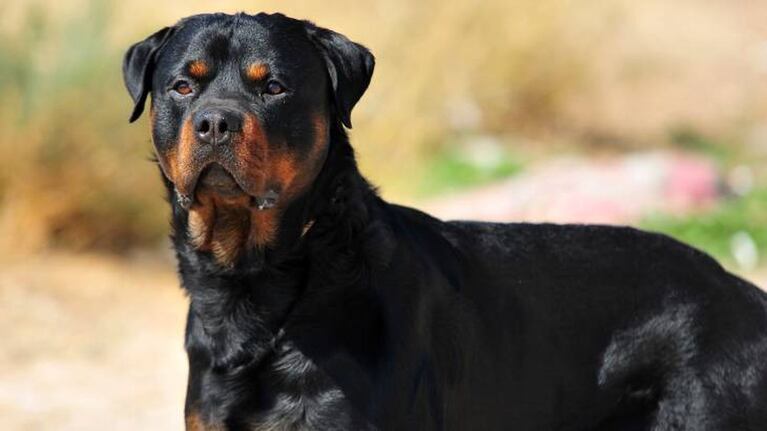 Un niño fue atacado por un perro rottweiler en Córdoba. (Imagen ilustrativa)