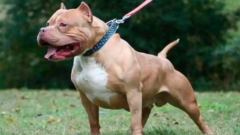 Un nuevo caso de un ataque de un perro pitbull. (Foto Ilustrativa).
