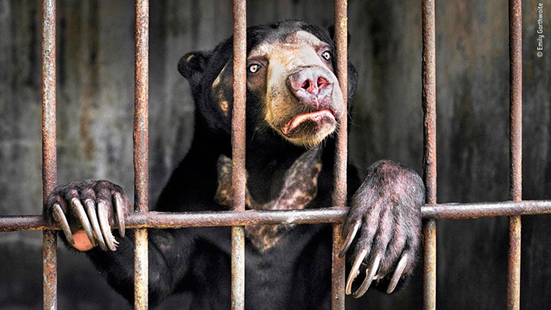 Un oso malayo en un zoológico de Indonesia.