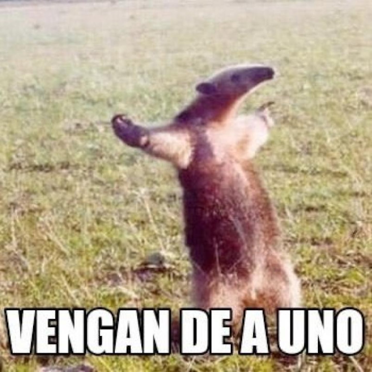 Un oso melero enfrentó a un grupo de vacas y convirtió un meme en realidad  | ElDoce