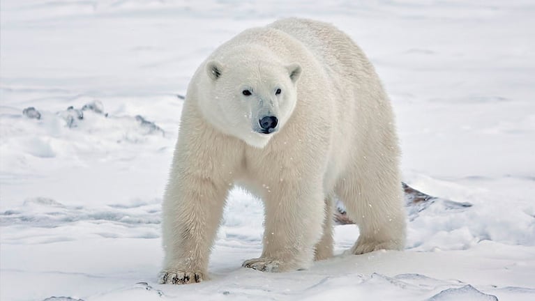 Un oso polar mató a dos personas en un pueblo de Alaska.