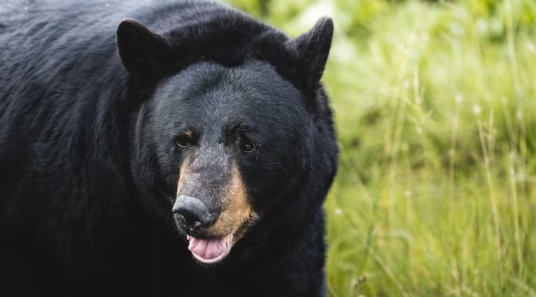 Un paciente en Alaska sufre "dedo de foca" tras un encuentro con un oso.