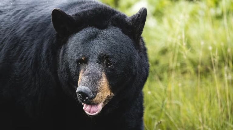 Un paciente en Alaska sufre "dedo de foca" tras un encuentro con un oso.