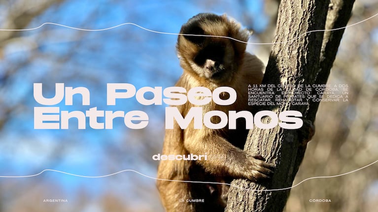 Un paseo familiar entre monos carayá en la reserva de La Cumbre