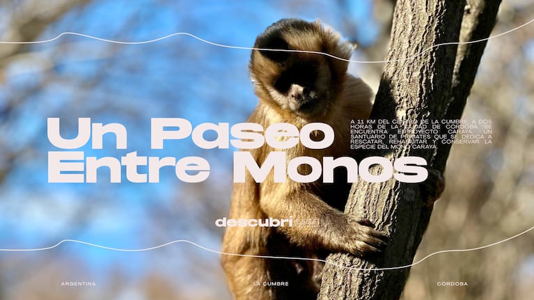 Un paseo para toda la familia entre monos carayá en la reserva de La Cumbre