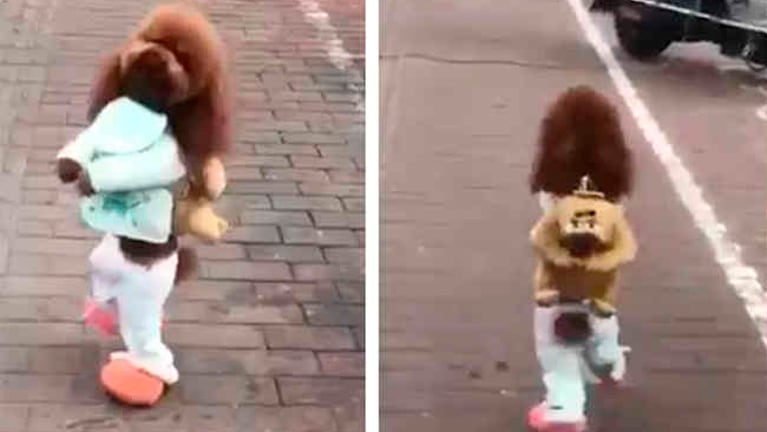 Un perrito camina en dos patas por las calles de China.