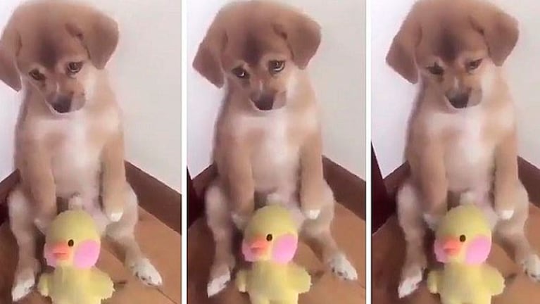 Un perrito colombiano es furor en las redes sociales.