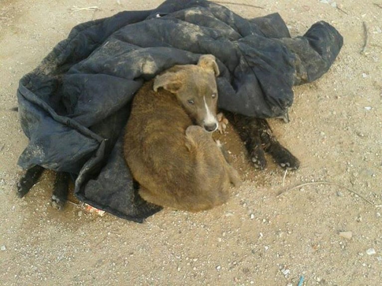 Un perrito se quedó junto al cuerpo de su mamá