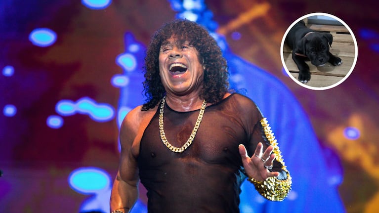 Un perrito se volvió viral por su reacción al escuchar al Mandamás.