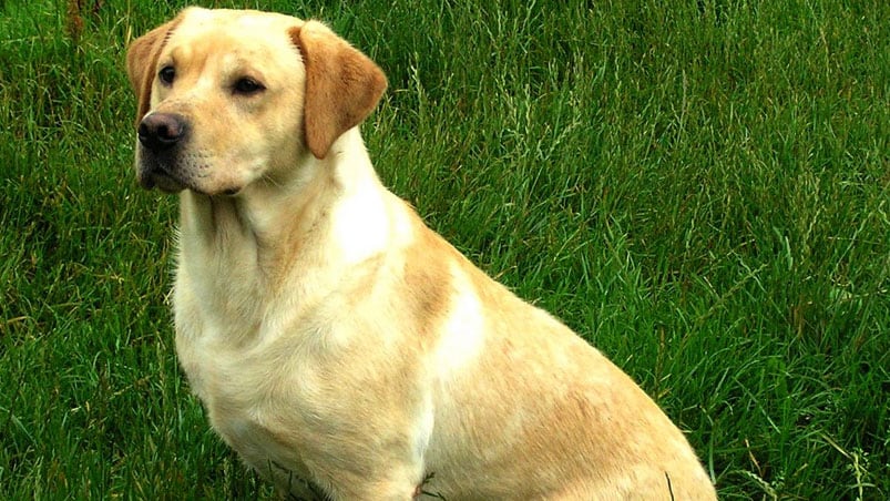 Un perro labrador atacó a un chico de 12 años en Unquillo. (Foto Ilustrativa).