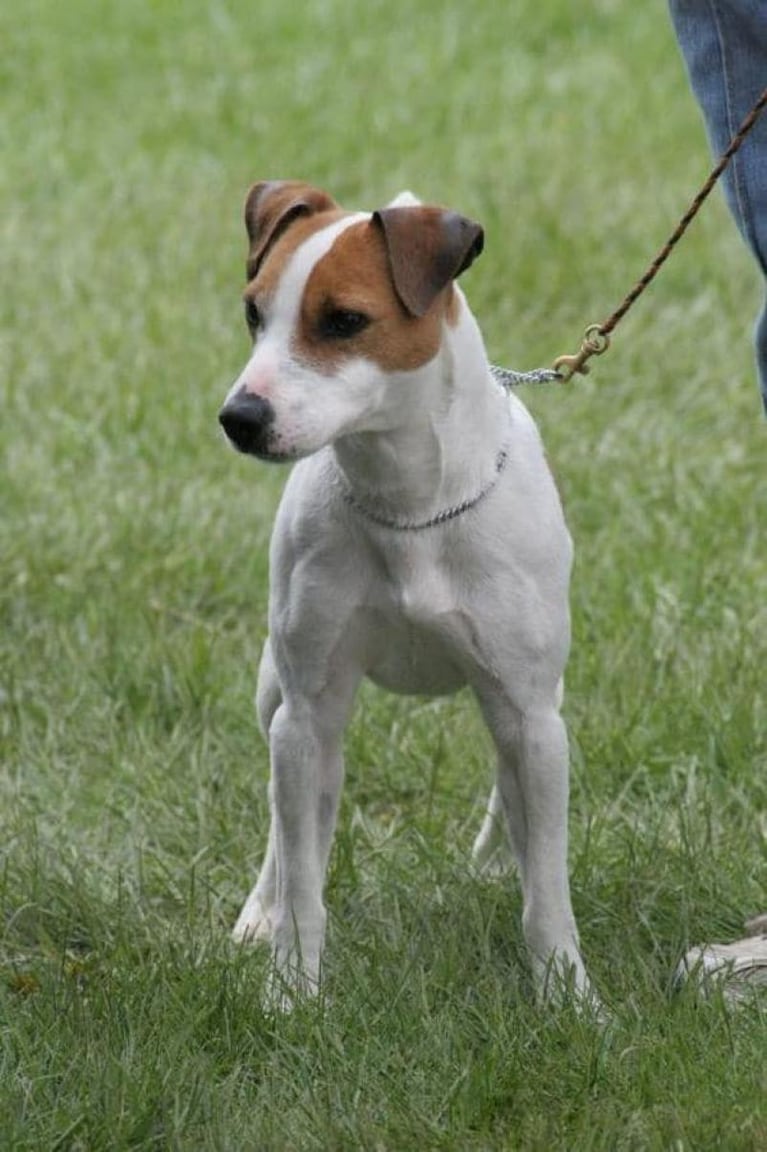 Un perro lo atacó con furia y le desfiguró la cara