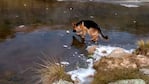 Un perro pastor alemán camina en un río congelado en la zona de Tanti.