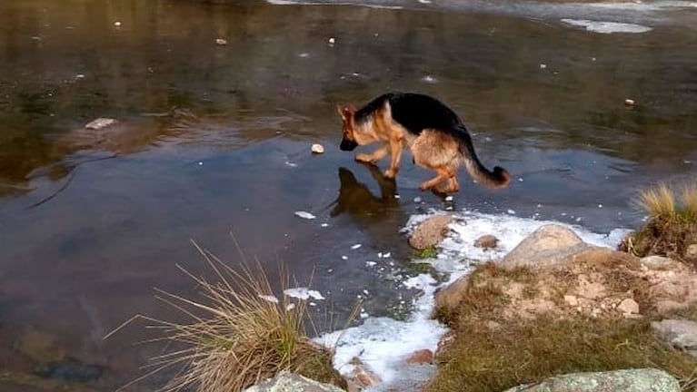 Un perro pastor alemán camina en un río congelado en la zona de Tanti.