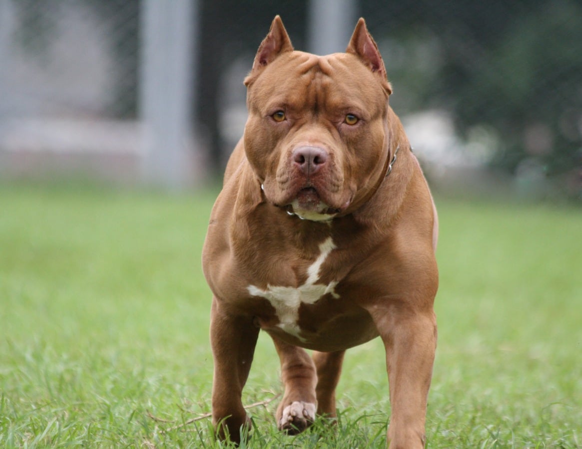 Un perro pitbull atacó a un ladrón.