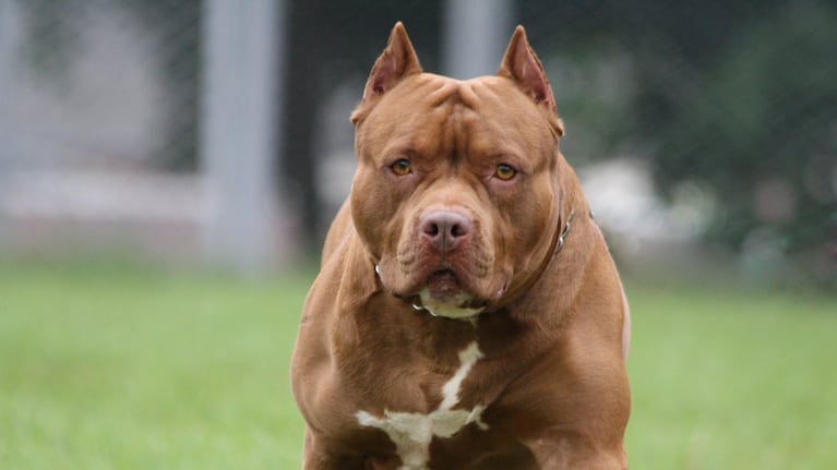 Un perro pitbull atacó a un ladrón.