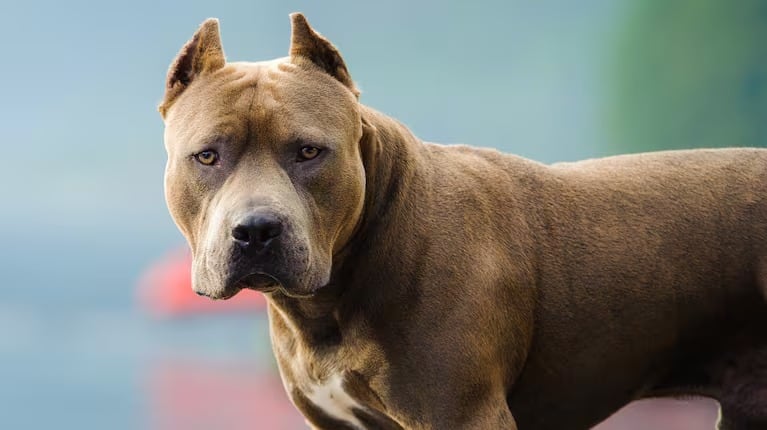 Un perro pitbull atacó a un menor en barrio Muller (imagen ilustrativa).
